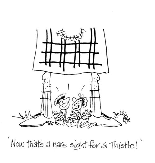 'Now that's a rare sight for a Thistle!'