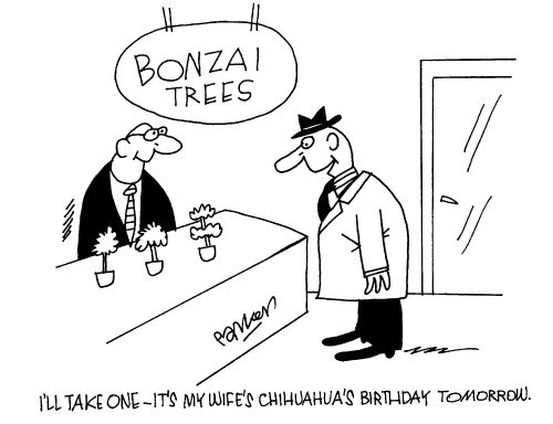 'I'll take one - it's my wife's chihuahua's birthday tomorrow.'