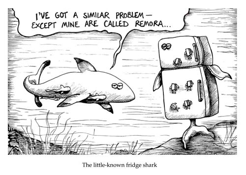 The Little-Known Fridge Shark