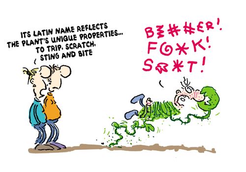 'Its latin name reflects the plants unique properties...to trip, scratch, sting and bite.'