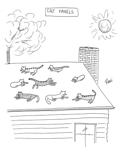 Cat Panels.  Cats soak up sun on rooftop like solar panels.