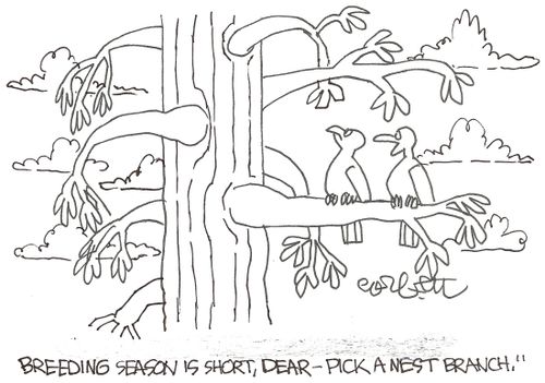 'Breeding season is short, dear- pick a nest branch.'
