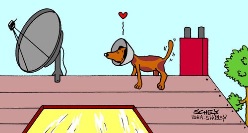 Dog in love