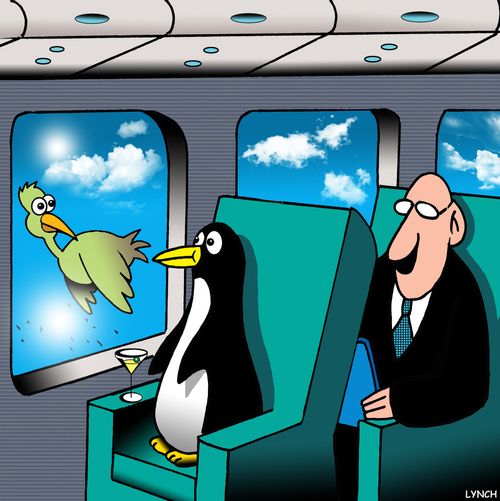 Flightless Bird 
