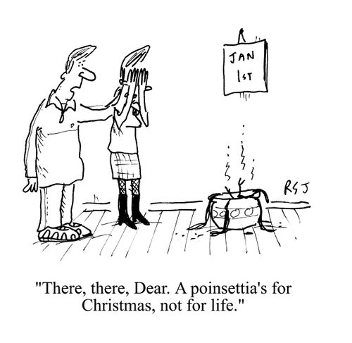 'There, there, Dear. A poinsettia's for Christmas, not for life.'