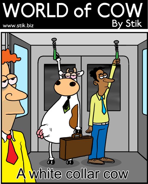 A white collar cow.