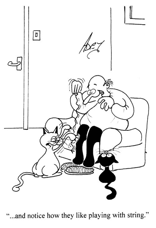 '...and notice how they like playing with string.'