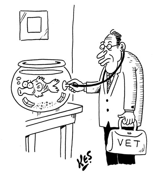 Vet checks fish's heartbeat with a stethoscope through fish bowl.