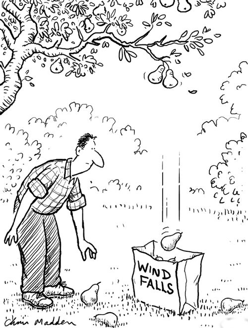 A windfall pear falling straight into a bag of windfall pears.