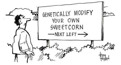 Genetically modify your own sweetcorn.