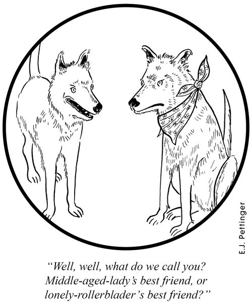 'Well, well, what do we call you? Middle-aged-lady's best friend, or lonely-rollerblader's best friend?'