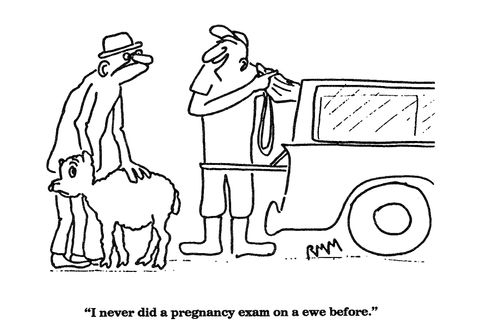 'I never did a pregnancy exam on a ewe before.'
