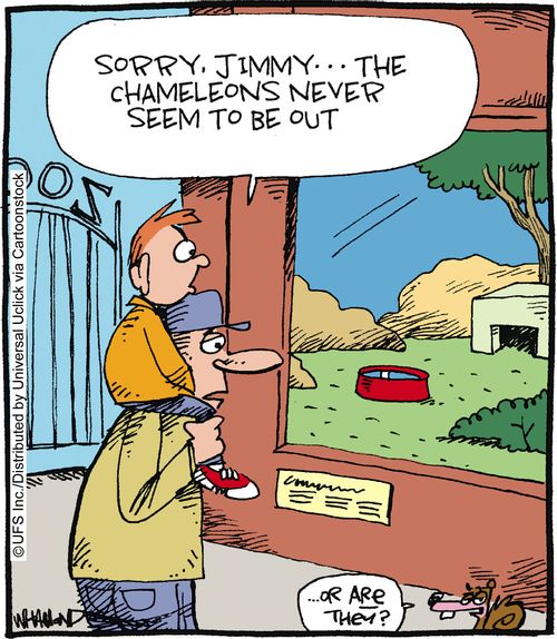 'Sorry, Jimmy... the chameleons never seem to be out.'