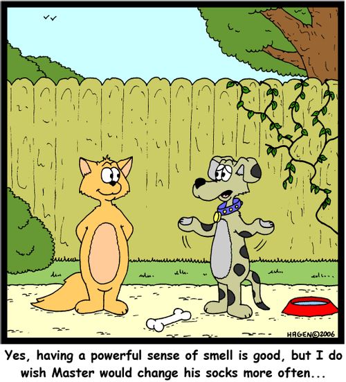 'Yes, having a powerful sense of smell is good, but I do wish Master would change his socks more often...'