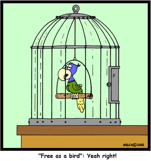 'Free as a bird': Yeah right!