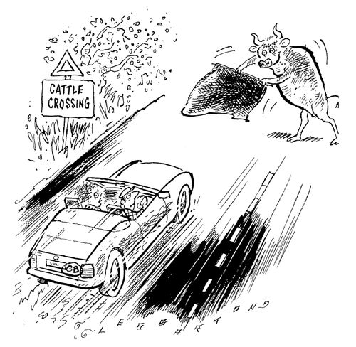 Cattle Crossing
