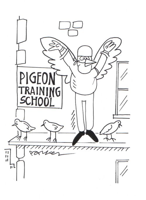 Pigeon Training School