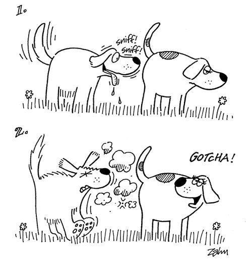 Dog sniffing another dogs behind get farted on.