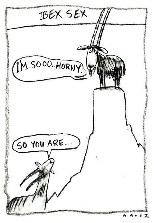 Ibex Sex - 'I'm soooo horny...' 'So you are.'