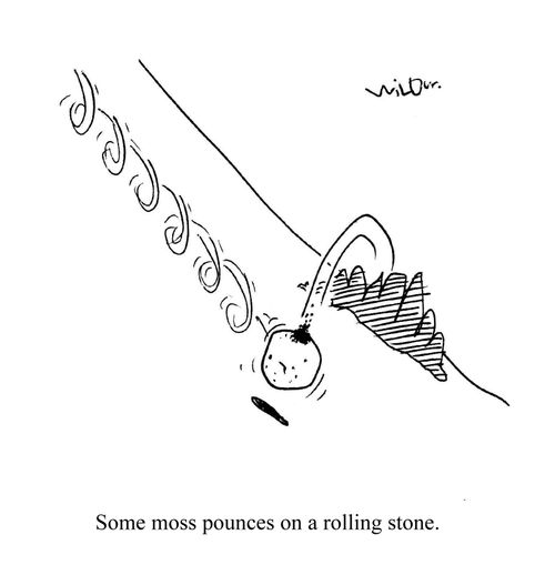 Some moss pounces on a rolling stone.