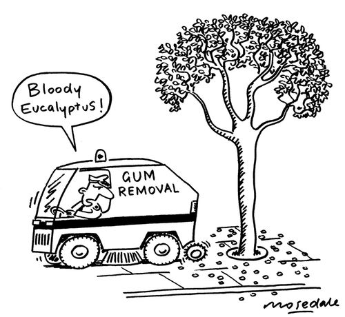 'Bloody Eucalyptus!'