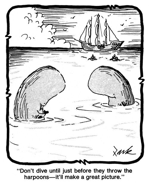 'Don't dive until just before they throw the harpoons - It'll make a great picture.'