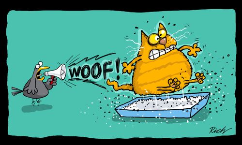How to scare cats.