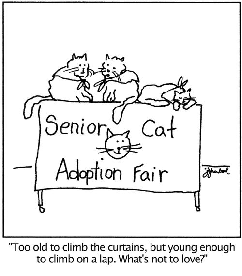  'Too old to climb curtains, but young enough to climb on a lap. What's not to love.'
