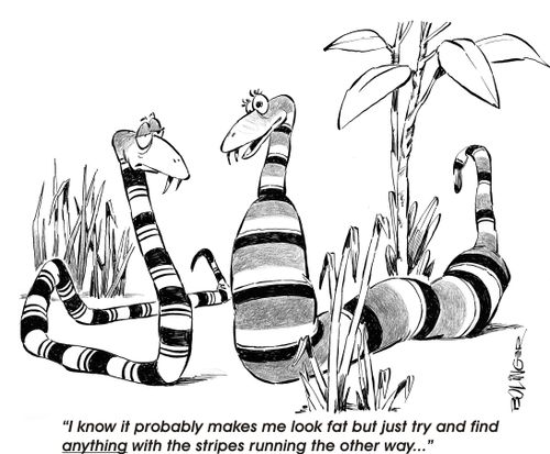 Snake complaining about the stripes making her look fat.