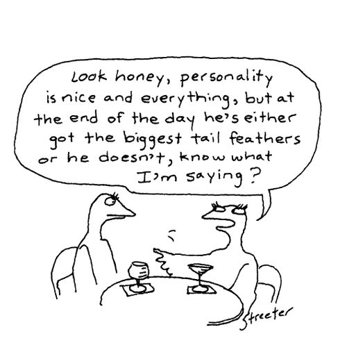 "...at the end of the day he's either got the biggest tail feathers or he doesn't...