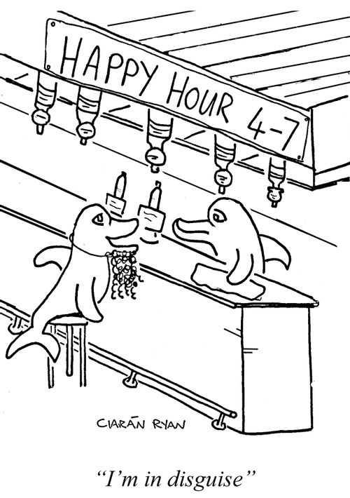 Dolphin at bar - 'I'm in disguise'