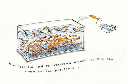 It is essential not to overcrowd a tank as this can cause serious problems...