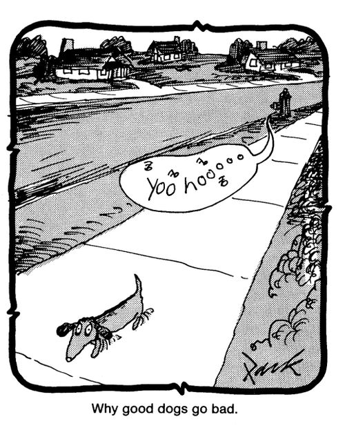 'Why good dogs go bad.'