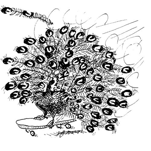 Skateboarding peacock.