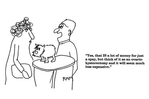 'Yes, that IS a lot of money for just a spay...