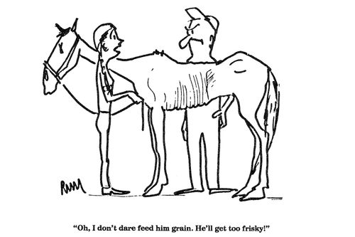 'Oh, I don't dare feed him grain.  He'll get too frisky!'