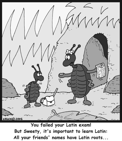 'You failed your Latin exam! But Sweety, it's important to learn Latin: All your friends' names have Latin roots...'