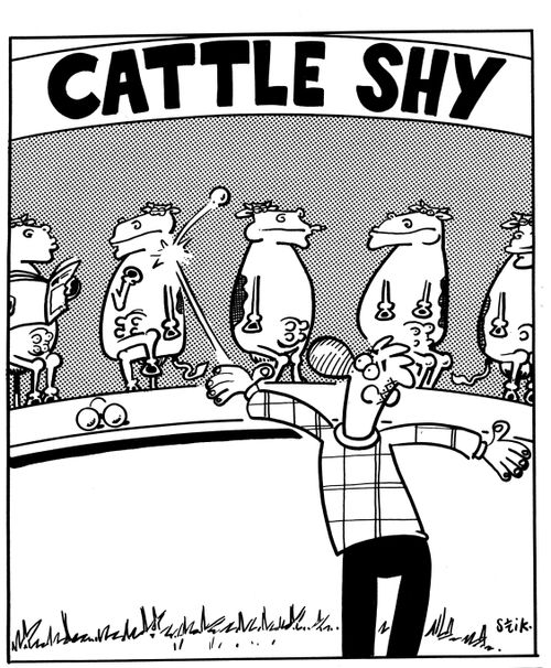 Cattle shy