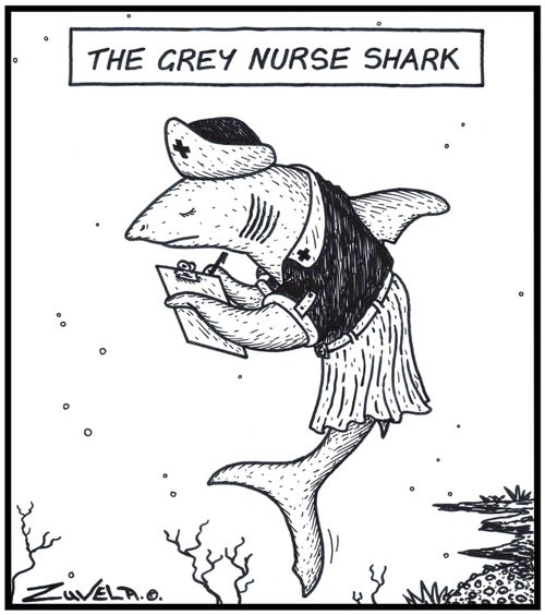 'The Grey Nurse Shark' - A Grey Nurse Shark wearing a Nurse's uniform.