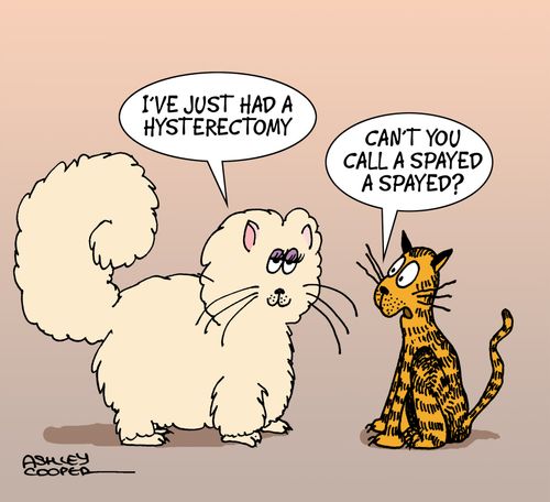 Spayed A Spayed