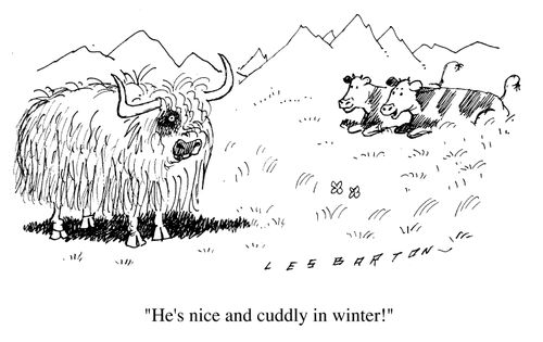 Cows talking about yak, "He's nice and cuddly in winter."