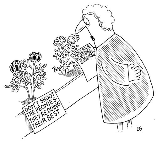 Don't shoot the peonies they are doing their best,