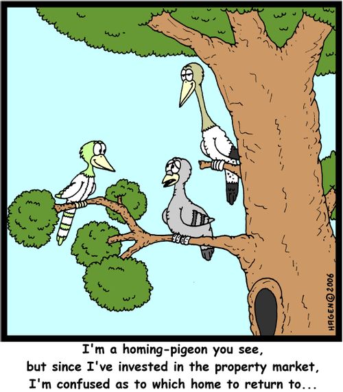 'I'm a homing-pigeon you see, but since I've invested in the property market, I'm confused as to which home to return to...'
