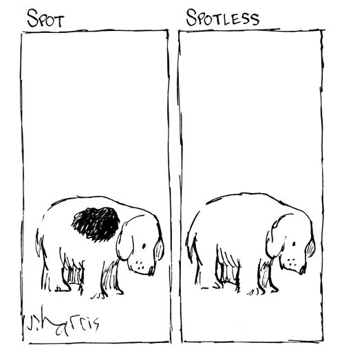 Spot/Spotless.