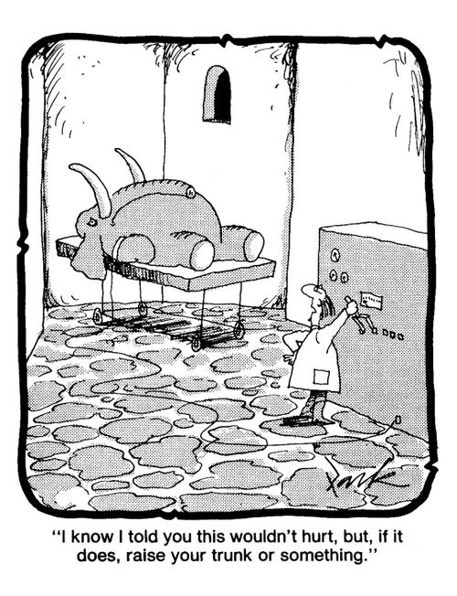 'I know I told you this wouldn't hurt, but, if it does, raise your trunk or something.'