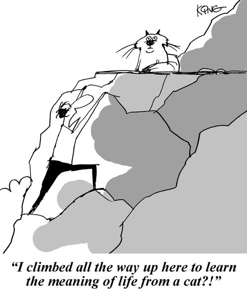 'I climbed all the way up here to learn the meaning of life from a cat?!'