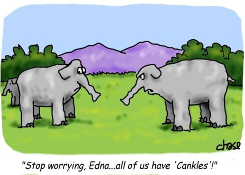 Elephants with 'Cankles'.