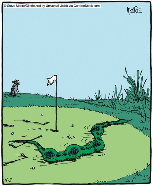 Snake eats golfer.