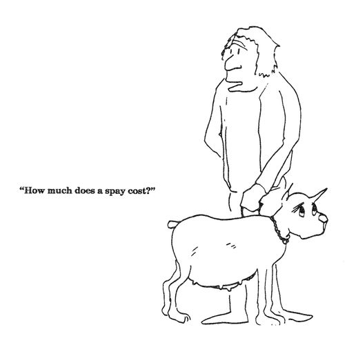 'How much does a spay cost?'