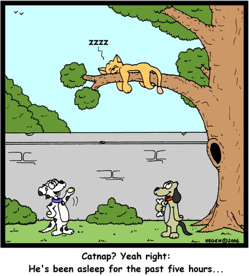 'Catnap? Yeah right: He's been asleep for the past five hours...'